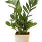 Exotic Green Indoor Air Purifying ZZ or Zamiifolia Plant with Dual Yellow & Beige Color Ceramic Pot