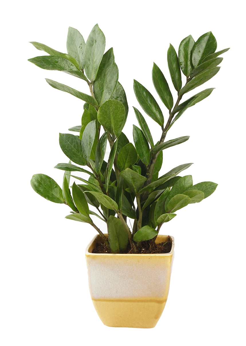 Exotic Green Indoor Air Purifying ZZ or Zamiifolia Plant with Dual Yellow & Beige Color Ceramic Pot