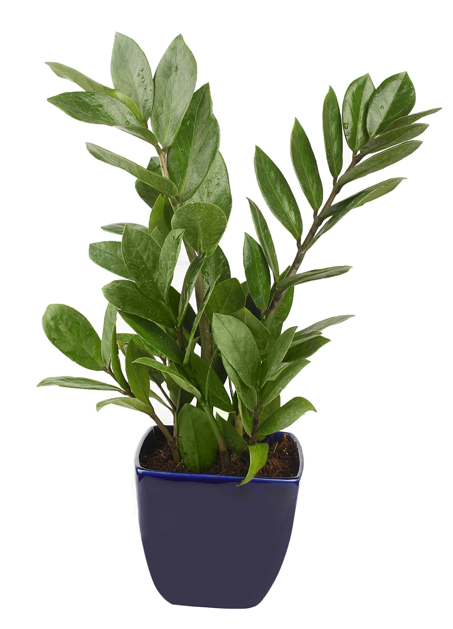 Exotic Green Indoor Air Purifying ZZ or Zamiifolia Plant with Blue Color Ceramic Pot