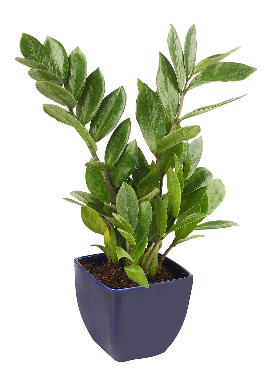 Exotic Green Indoor Air Purifying ZZ or Zamiifolia Plant with Blue Color Ceramic Pot