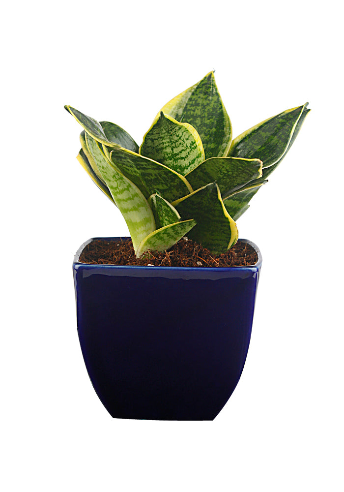 Exotic Green Amazing Indoor Air Purifying & Oxygen Sansevieria (Snake Plant) with Blue Colour Ceramic Pots