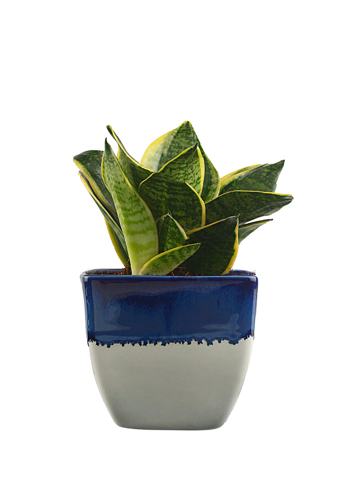 Exotic Green Amazing Indoor Air Purifying & Oxygen Sansevieria (Snake Plant) with White & Blue Colour Ceramic Pots