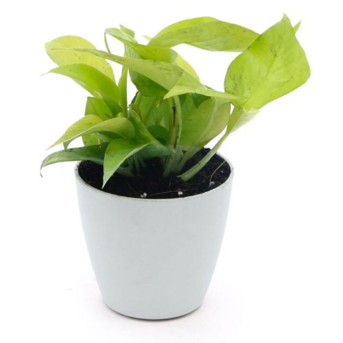 Exotic Green Air Purifying & Oxygen Indoor Golden Pothos Plant with White Metal Pot