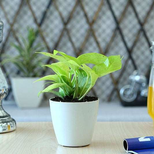 Exotic Green Air Purifying & Oxygen Indoor Golden Pothos Plant with White Metal Pot