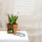 Exotic Green Beautiful Attractive Brown Colour Squirrel Fiber Planter for Indoor Plants & Balcony Gardening