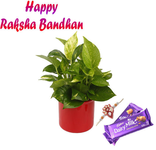 Exotic Green Combo Pack of Good Luck Money Plant with Glossy Red Ceramic Pot Rakhi Special Pack I Rakhi Combo Pack with Cadbury Chocolates I Special Gift Pack For Rakhi
