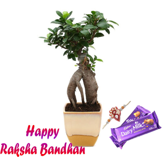 Exotic Green Combo Pack of Grafted Ficus Bonsai Plant with Beige Ceramic Pot Rakhi Special Pack I Rakhi Combo Pack with Cadbury Chocolates I Special Gift Pack For Rakhi