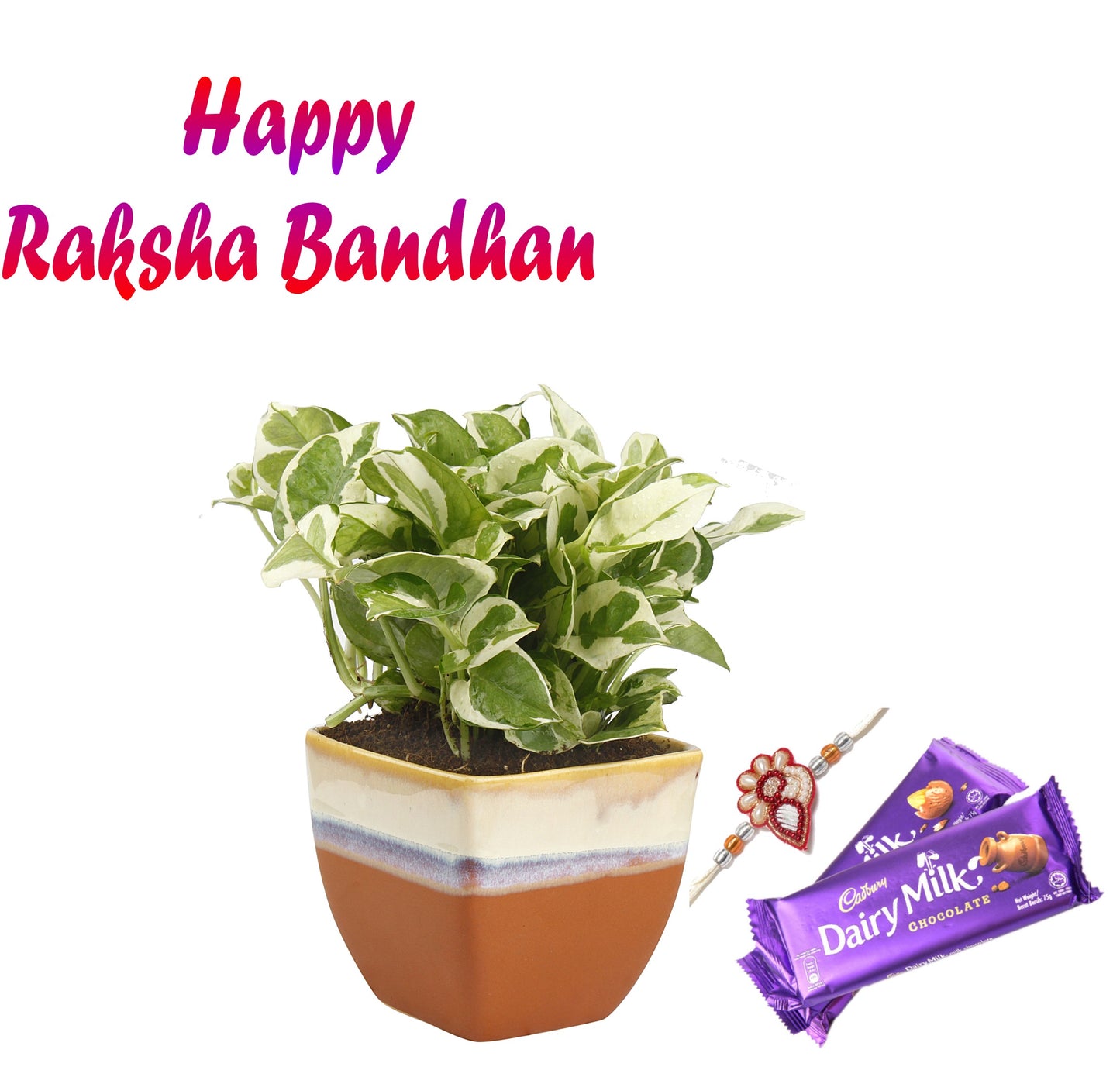 Exotic Green Combo Pack Indoor White Pothos Plant with Handglazed Brown Ceramic Pot Rakhi Special Pack I Rakhi Combo Pack with Cadbury Chocolates I Special Gift Pack For Rakhi